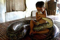missnikkimoore-cox:  otaku-sex-beast:  acidprince:  SETBO VILLAGE, Cambodia - Being responsible parents, rice farmer Khuorn Sam Ol and his wife might not be expected to be keen on having their child play with a 16-foot-long, 220-pound snake. Yet they