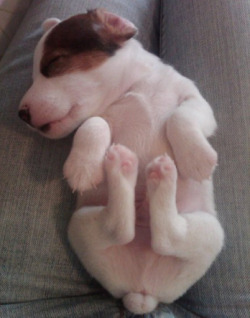aplacetolovedogs:  ohyeahadorablepuppies Meet Gus. My little Jack Russell pup Submitted byaceschuck