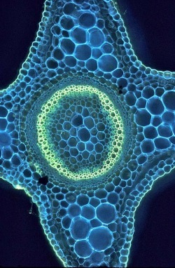 scipsy:  This is a cross section of the stem of the plant commonly known as goosegrass or sticky Jack and more scientifically as Galium aparine. (via Beyond the Human Eye: Sticky Jack) 