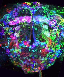 starhammer:  The ‘Brainbow’ technique is used to map the neuron network within a transgenic specimen by combining fluorescent proteins to create an entire colour palette.