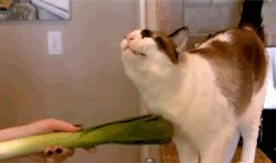 megustagaga:   Welcome to the internet. Here is a cat being scratched with a vegetable.  Can someone please draw Miku doing this because ogm I want a gif of that now Miku scratching a cat with a leek/spring onion or whatever the fuck she uses 
