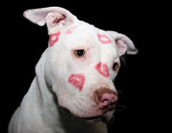 pinenippple:   The only marks that should be left on dogs 