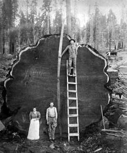 scanzen:  A giant sequoia log, Sequoia National Park, California, undated, c1910. (via Historic American Engineering Record) 