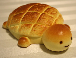 randumbdaze:   HOLY CRAP THERE IS A FUCKING BREAD TURTLE ON YOUR DASH RIGHT NOW. YOU BETTER REBLOG THIS SHIT.   It so cute 