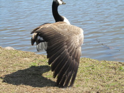 Perk of being able to hang around the geese?  DELICIOUS WING REFERENCES.