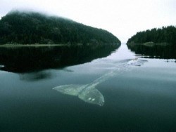 jud1th:  The Loneliest Whale in the World. In 2004, The New York Times wrote an article about the loneliest whale in the world. Scientists have been tracking her since 1992 and they discovered the problem: She isn’t like any other baleen whale. Unlike