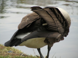 another goose photo!spam, this one from an odd angle during preening, when the wing was all fluffed up.