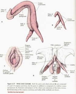 fuckyeahsexeducation:  One of the first posts I ever reblogged on FYSE, I love it so much because you can really see that the clitoris and penis are the same thing. 