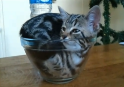 getoutoftherecat:  get out of there cat. you cannot be in that bowl. it’s not even big enough for you. 