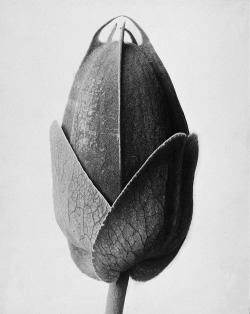 Passiflora photo by Karl Blossfeldt; undated, sometime between 1890-1928