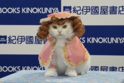   i’m a fancy kitty cat.  