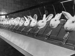 annadrescher:  sweeeetnclassy:   This is a picture of an Animal Testing Facility. The reason they use rabbits for animal testing is because they are the only animal who can not flush chemicals out of their eyes without using aids like water or their paws.