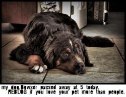skepple:  RIP Bowser. miss you like crazy 