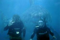 weaponsgradebud:  m4nduh:  saythew0rd:  n-oir:  fudddle:  breathe-the-daisies:  darkenyourclothes:   A family were on holiday in Australia for a week and a half when husband, wife and their 15 year old son decided to go scuba diving. The husband is in