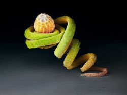 lickystickypickyme:  Perched on the tendril of a Passiflora plant, the egg of the  Julia heliconian butterfly may be safe from hungry ants. This species  lays its eggs almost exclusively on this plant’s twisted vines. Photograph by Martin Oeggerli 