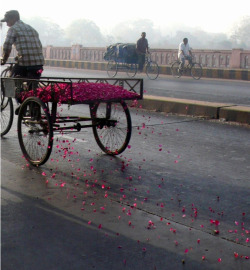 iheartmyart:  Ko Siu Lan, All That is Rose Melts Into Air, Street Works, 120 Kg Rose Petals, Tricycle 1 Hour, India, 2008 