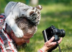 photojojo:  Warning: Baby tigers will gnaw on your head whether you’re holding a camera or not. (Know who shot this?)