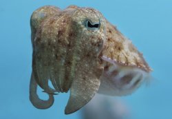fuckyeahcuttlefish:  ghosthost:  Juvenile Pharaoh cuttlefish at the Monterey Bay Aquarium.  Sepia pharaonis  More like Sepia UguunisUGUU~ &lt;3