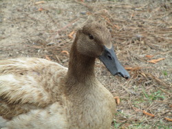 Meet Buckbeak, the sister/bff of the duck that was killed earlier this month. Her beak&rsquo;s been broken since some time last semester, and she appears to have an engorged crop as well as some feathers missing on her neck. As for the latter, I&rsquo;m