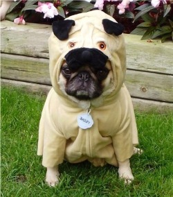 that-awesomemoment-deactivated2:  a dog disguised as a dog.. the perfect disguise  Dogception.