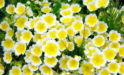 Limnanthes douglasii a.k.a. poached egg plant.