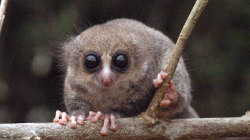 rhamphotheca:  zolanimals: Endangered Species Of The Day  The hairy-eared dwarf lemur (Allocebus trichotis), or hairy-eared mouse lemur, is a nocturnal lemur endemic to Madagascar. It is the only member of the genus Allocebus.  This species is critically