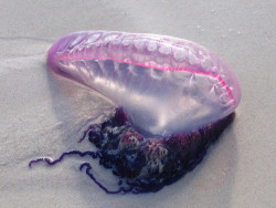dianevonthirstenberg:  flihrty:  cuteys:  babv:  i wanna touch it  it such a pretty purple omg  i love it  yo man fuck jellyfish 