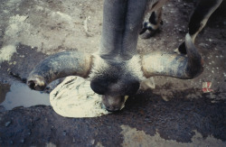 Cow in Bhuji photo by Gabriel Orozco, 1996