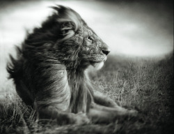 Lion before storm II photo by Nick Brandt; A Shadow Falls series, Mas Mara 2006