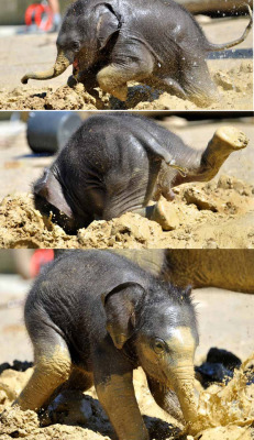 lickypickysticky:  3 week old baby elephant plays in the mud at the zoo in Munich and face-plants but gets up quickly and continues his playful journey.  WHAT A JOYOUS CREATURE.