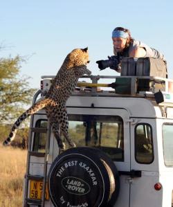 thebigcatblog:  A leopard leaps onto a Land Rover for his big close up. Sergey   Kotelnikov was shocked when this overly camera-friendly young leopard   jumped onto the roof of his vehicle in Namibia, close to the border with   Botswana. Sergey Ivanov,