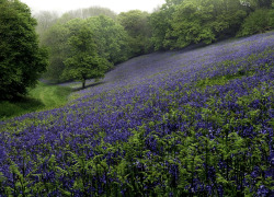 bewitchingbritain:    Forest of bluebells in Dorset, southern coastal county of England. (posted on pixdaus by ademiramano) 