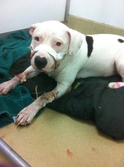 renamok:  lalalunascope:  aliveagaintoday:  “On June 4, 2011 Remi was shot in front of her house for being a Pit Bull. She and her sisters had gotten out of the backyard gate some how for a minute, as I was getting the dogs back in I heard our dog