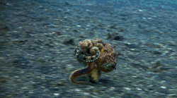 theemeraldarcher:  coredova:  shanderaa:  pansexualpanther:  clawkberg:  kingnigga:  whaleg00gler:  loldummy:  roucarnage:  THIS IS A RUNNING OCTOPUS.  YOUR ARGUMENT IS INVALID  I JUST GOOGLED IT, IT’S REAL.  omfg  get the fuck outits coming   i