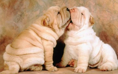 Cute shar pei puppies
