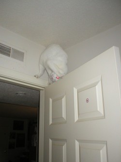kllk070911:  getoutoftherecat:  get down from there cat. you cannot do acrobatics on top of the door. that is not a kitten balance beam. it is way too high off the ground and anyway you will never be able to compete with nastia liukin.   