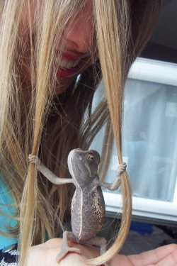 kids-ofthetribe:  gosev:  This is a picture my friend took. The lizard is real. The chameleon grabbed her hair, and it instantly became a picture classic.  this is excellent 