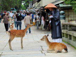 Priest and sacred deer in Nara, Japan