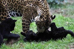 thebigcatblog:  A jaguar named Daniela plays with her six  week old babies at the Parque de Las Leyendas zoo in Lima June 24, 2011. Photo: Reuters 