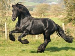 Friesian horse sweet-but-bitter:  This is one of my most nostalgic passions. Friesian horse is my favorite breed, because when I was seven, I used to ride a very peculiar Friesian called Furian who didn’t like people. However, he liked me. We had a