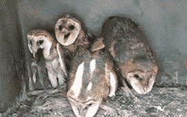 team-josh-hutcherson808:  the-mocking-hallows:  fuckmegentlywitha2x4:  brock-obama:  Owls confirmed to be the creepiest birds ever. LOOK AT THE FUCKING THINGS. If you fail to notice the one on the left fucking SWALLOWING a rat, then you have the dude