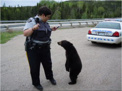 denyross:  This bear cub was euthanized for being too friendly and curious of humans near the Terra Nova National Park in Newfoundland, Canada. The Department of Fish and Wildlife says the bear was so friendly to humans that there was no other choice