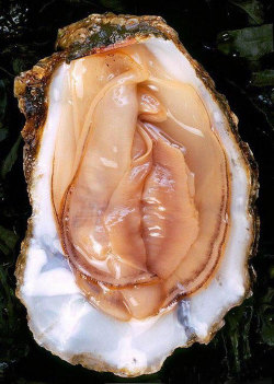 nothing better than an open clam