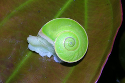 loveforearth:  Green snail (Rhinocochlis nasuta), Kinabalu Park, Borneo (by artour_a) 