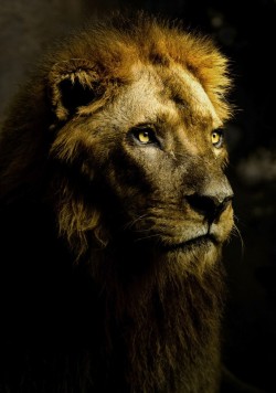 nationalgeographicdaily:  Honorable Mention (2010 National Geographic Photography Contest) Photo and caption by Stephanie Swartz Lion in the Shadows This lion at a wildlife sanctuary in Indonesia found his light at the perfect moment for me to capture