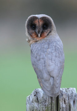 holycollin:  A very rare Black Barn Owl. They are normally killed at birth by their mothers because they are different.  Oh, you little cutie. 
