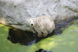 so i went to the Zoo today, and there where such cute little icebears &lt;3