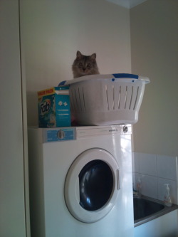 getoutoftherecat:  get out of there cat. you are a cat not dirty laundry. how did you even get up there and into the basket without knocking it over? i would compliment your acrobatics except for the fact that you shouldn’t be in there at all. 