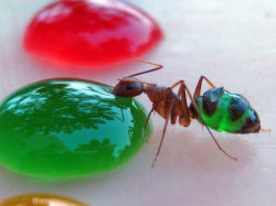 Decorative ants.  ianbrooks:  See-Through Ants photos by Mohamed Babu Inspired by witnessing ants turn white after drinking spilt milk, the next step was only logical: make them turn all sorts of wacky colors. Utilizing colored sugar drops on a paraffin