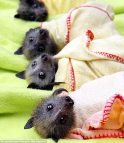dumbthingswhitepplsay:  blocky-sheep:  neon-loneliness:  strangelycute:   Rescued from a flood, these baby bats were swaddled in cloth, then later kept either hanging on clothes lines or in intensive care until they were ready to fly again. (Source) 